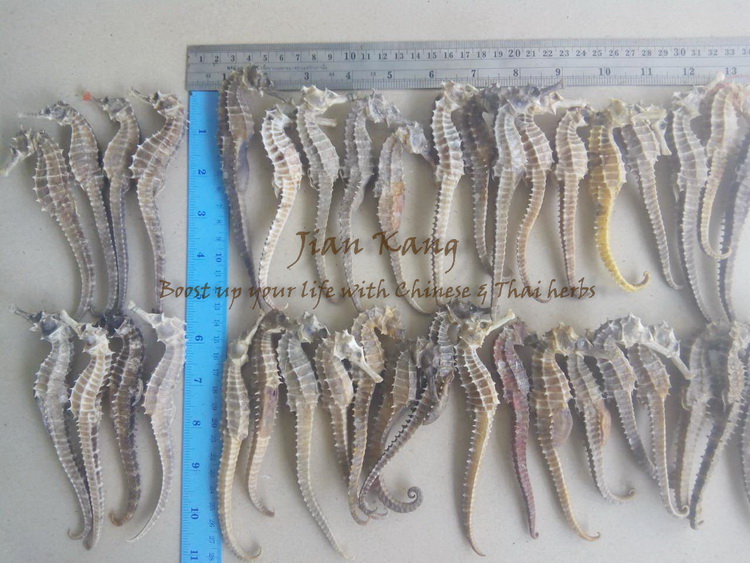 ขาย ม้าน้ำ ตากแห้ง (Sea Horse) จำหน่ายโดย ร้านขายยาจีน เจี้ยนคัง สั่ง ซื้อ ได้เลย รูปที่ 6