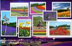 ทัวร์ญี่ปุ่น Hokkaido Flower 6 วัน  4 คืน บินการบินไทย เดินทางช่วง กรกฏาคม – สิงหาคม 59 รูปที่ 1