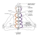 รูปย่อ น้ำมันนวดจักระ สารสกัดจากพืช 100% สำหรับผู้เล่นโยคะ รูปที่1