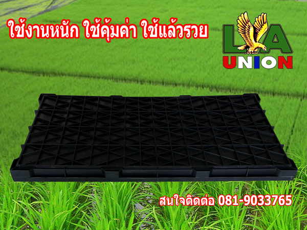 ถาดเพาะกล้า คุณภาพดี สำหรับรถดำนา เพาะต้นอ่อนถานตะวัน รูปที่ 3
