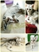 รูปย่อ ลูกแมว AMSH 3,000 เพศหญิง รูปที่4