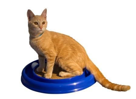 Bergan Turbo Scratcher Cat Toy ที่ข่วนเล็บแมวพร้อมลูกบอล ขนาด 16