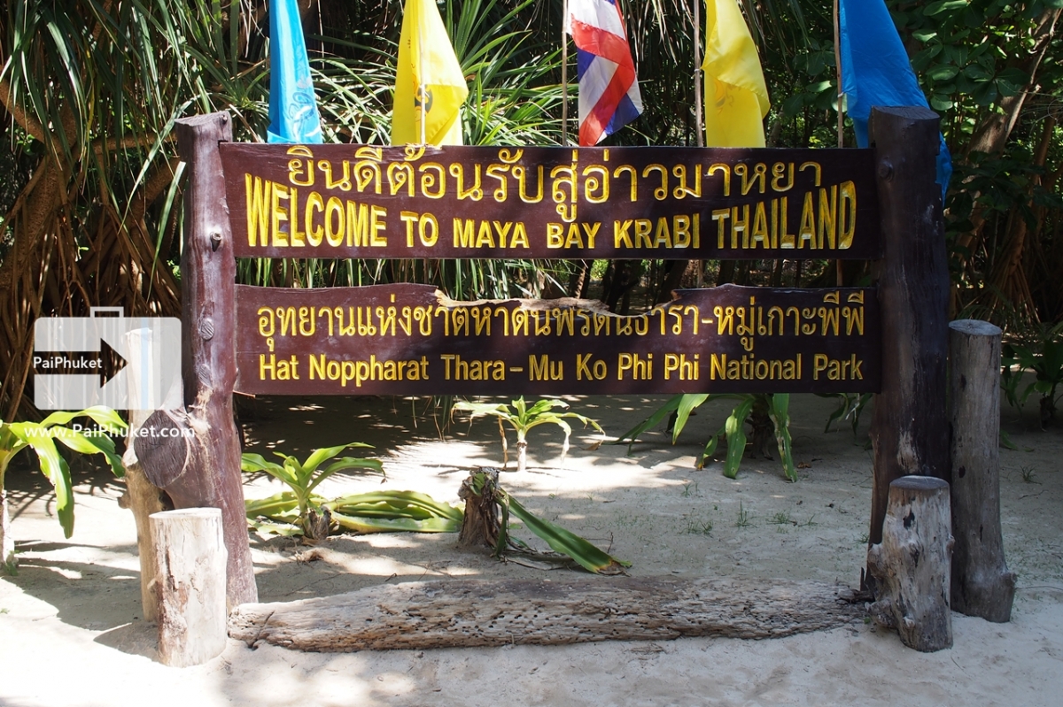 ยอดนิยม!! ทัวร์เกาะพีพี-เกาะไข่ ดำน้ำดูปะการัง เที่ยวอ่าวมาหยา | PaiPhuket.com รูปที่ 9