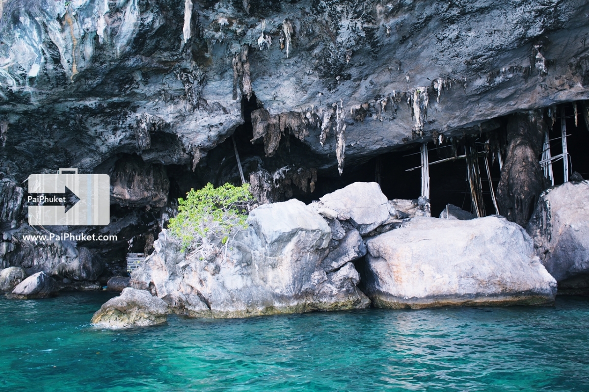 ยอดนิยม!! ทัวร์เกาะพีพี-เกาะไข่ ดำน้ำดูปะการัง เที่ยวอ่าวมาหยา | PaiPhuket.com รูปที่ 11