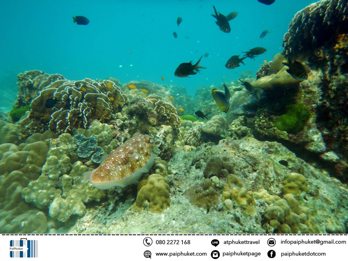  ทัวร์เกาะไม้ท่อน-เกาะราชา Power Catamaran รูปที่ 6