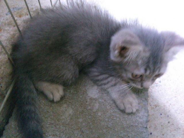 น้องแมวลูกครึ่งเปอร์เซีย/อเมริกันชอตแฮร์สีเทา สินสอดถูกมากค่ะ รูปที่ 1