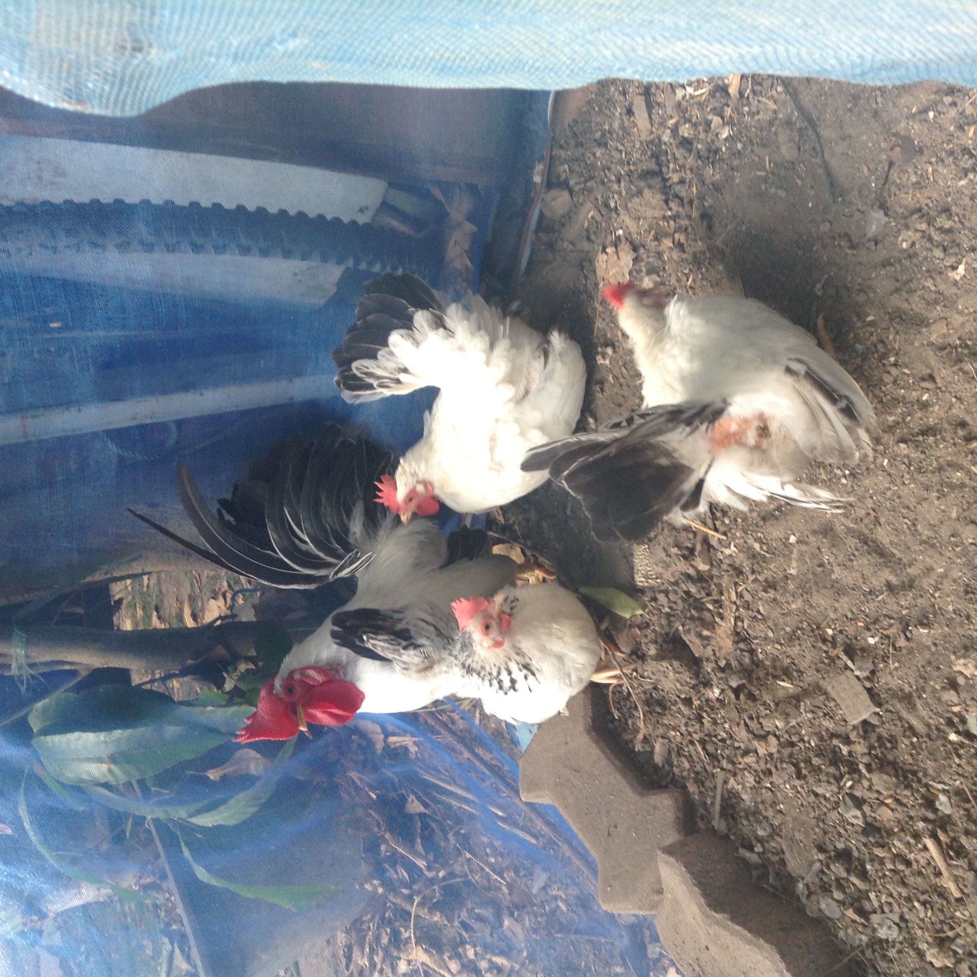 ไก่แจ้ขาวหางดำ4ตัว รูปที่ 3