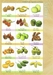 รูปย่อ จำหน่ายโมเดลผักและผลไม้ และชุดผักผลไม้โมเดลเพื่อสื่อการเรียนการสอน รูปที่4