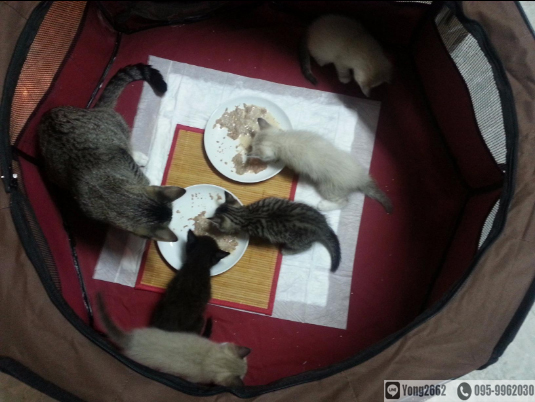 บ้านสุนัข บ้านน้องเหมียว ติดมุ้งกันยุงแบบพับได้ สะดวกพกพา สินค้ามือหนึ่ง พร้อมส่ง รูปที่ 6