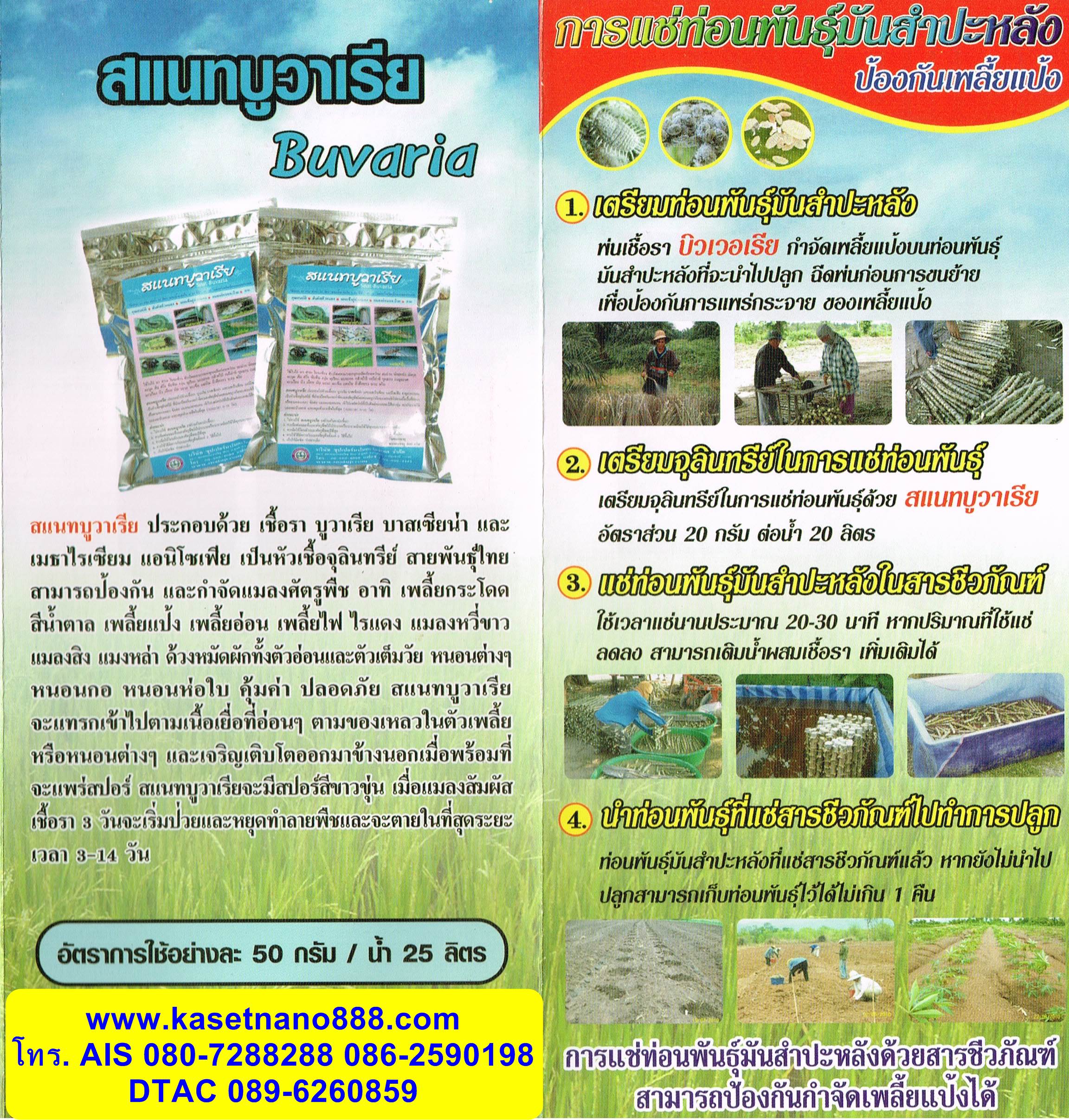 สแนท บูวาเรีย ( Snat buvaria )หัวเชื้อจุลินทรีย์ สายพันธุ์ไทย ใช้ป้องกัน และกำจัดแมลงศัตรูพืช บรรจุ 500กรัม ผสมน้ำได้ 200 ลิตร รูปที่ 10