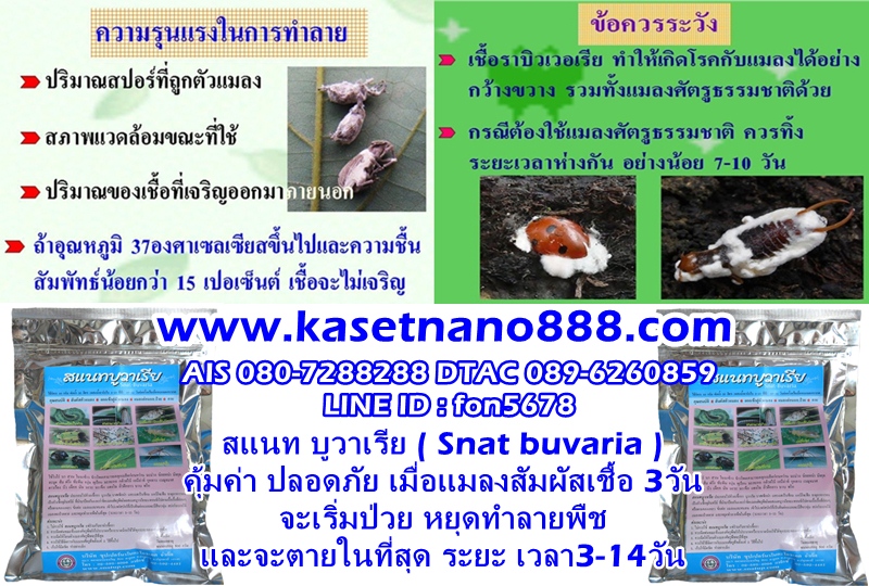สแนท บูวาเรีย ( Snat buvaria )หัวเชื้อจุลินทรีย์ สายพันธุ์ไทย ใช้ป้องกัน และกำจัดแมลงศัตรูพืช บรรจุ 500กรัม ผสมน้ำได้ 200 ลิตร รูปที่ 11