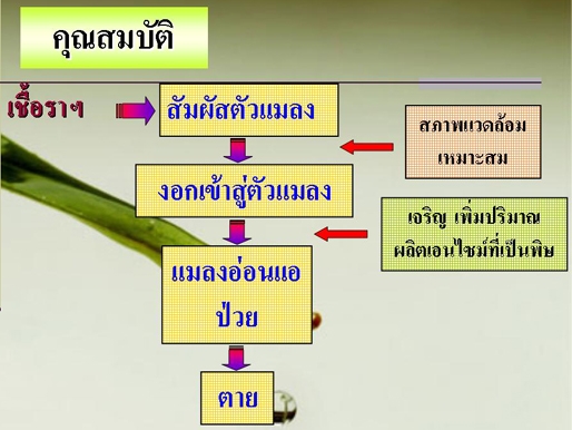สแนท บูวาเรีย ( Snat buvaria )หัวเชื้อจุลินทรีย์ สายพันธุ์ไทย ใช้ป้องกัน และกำจัดแมลงศัตรูพืช บรรจุ 500กรัม ผสมน้ำได้ 200 ลิตร รูปที่ 12