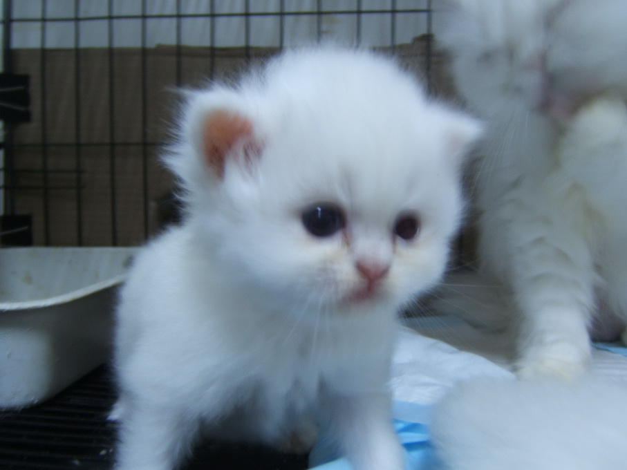ลูกแมวเปอร์เซียหน้าตุ๊กตา รูปที่ 5