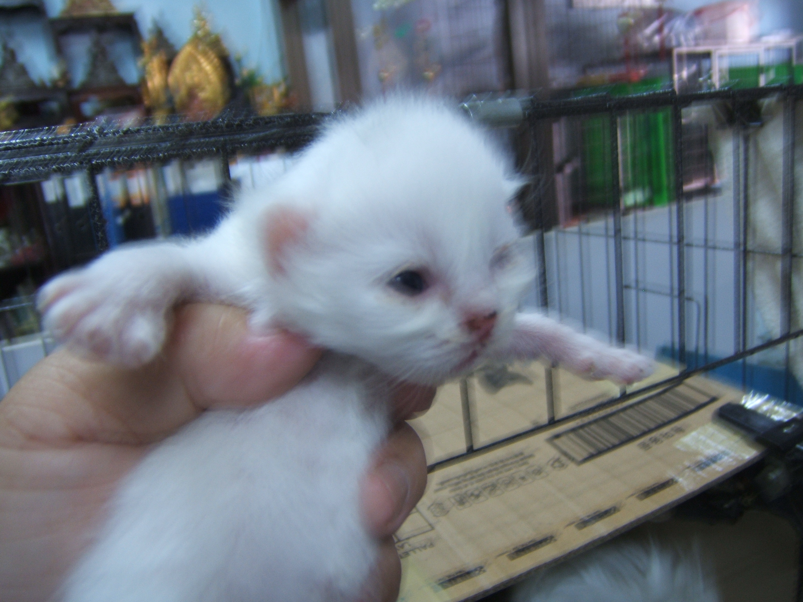 ลูกแมวเปอร์เซียหน้าตุ๊กตา รูปที่ 4