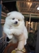 รูปย่อ จำหน่ายลูกสุนัขปอมหน้าหมี ราคาถูก บริการจัดส่งทั่วประเทศ รูปที่1