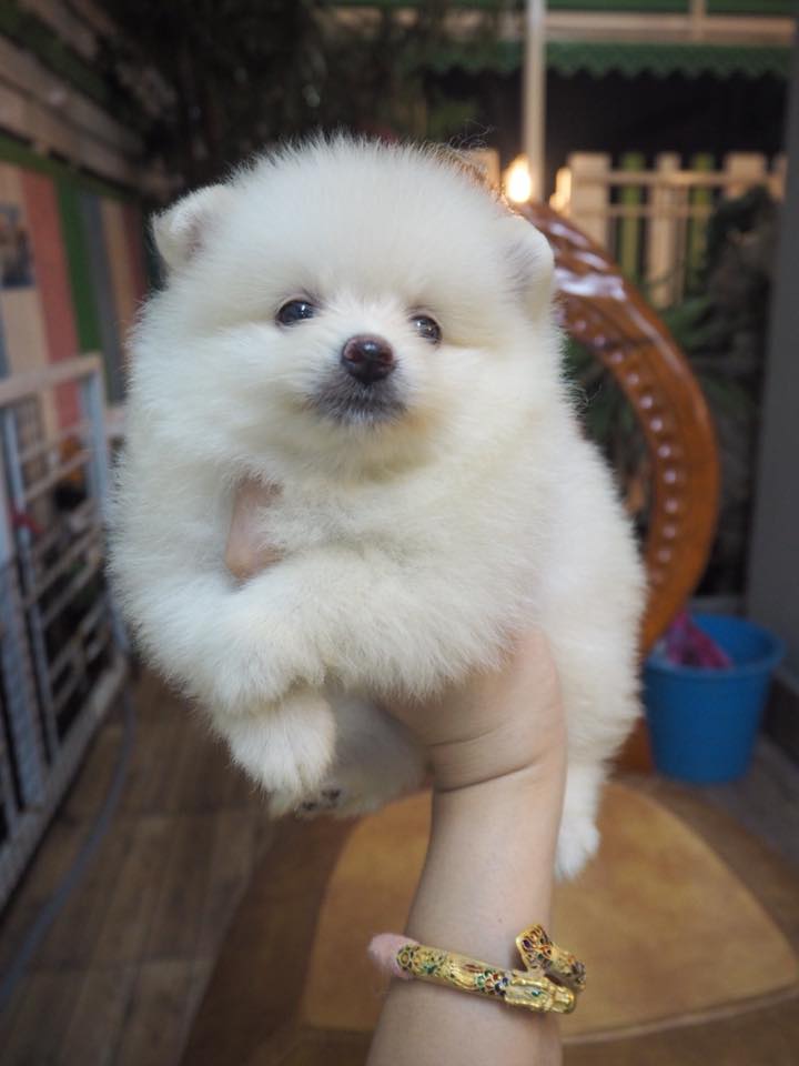 จำหน่ายลูกสุนัขปอมหน้าหมี ราคาถูก บริการจัดส่งทั่วประเทศ รูปที่ 3