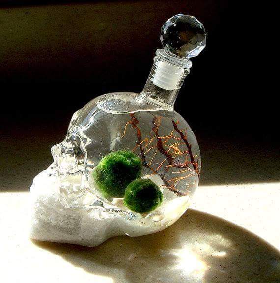 ขวดใส่เหล้าหัวกะโหลก 1000ML.(crystal head) รูปที่ 2