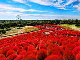 ทัวร์ญี่ปุ่น NIKKO AUTUMN NO.2 บิน TG คาวาโกเอะ นิคโก้ ฟูจิ โตเกียว ชมใบไม้เปลี่ยนสี รูปที่ 1