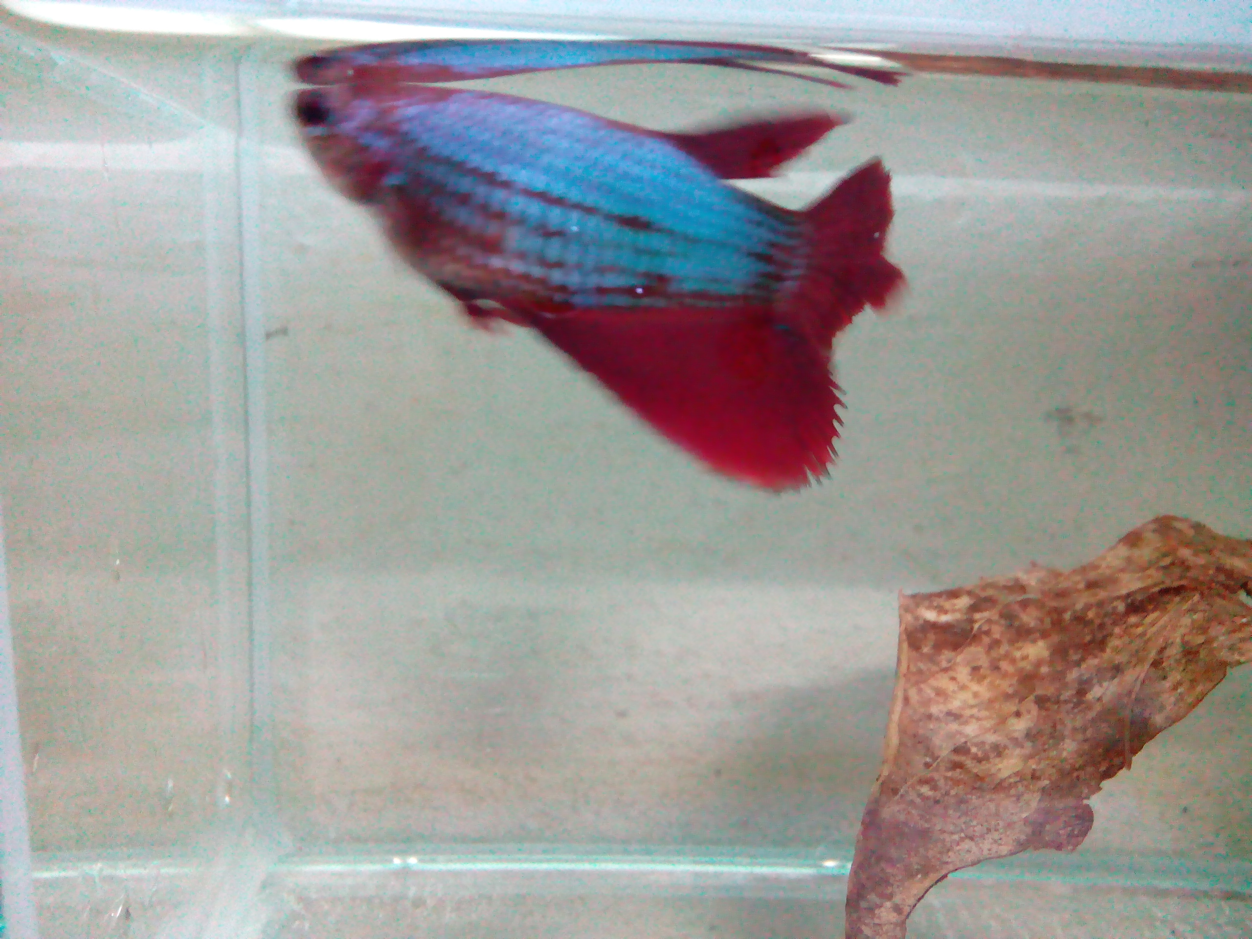 ปลากัดฮาฟมูล เพศเมีย รูปที่ 2