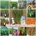 รูปย่อ อาหารเสริมพืช เดอะเบสท์นาโนแคปซูล ขนาด 60 แคปซูล ช่วยลดต้นทุน เพิ่มผลผลิต ปรับสภาพดิน เหมาะกับพืชผักทุกชนิด ทั้งพืชสวน พืชไร่ พืชผล และไม้ดอกไม้ประดับ รูปที่5