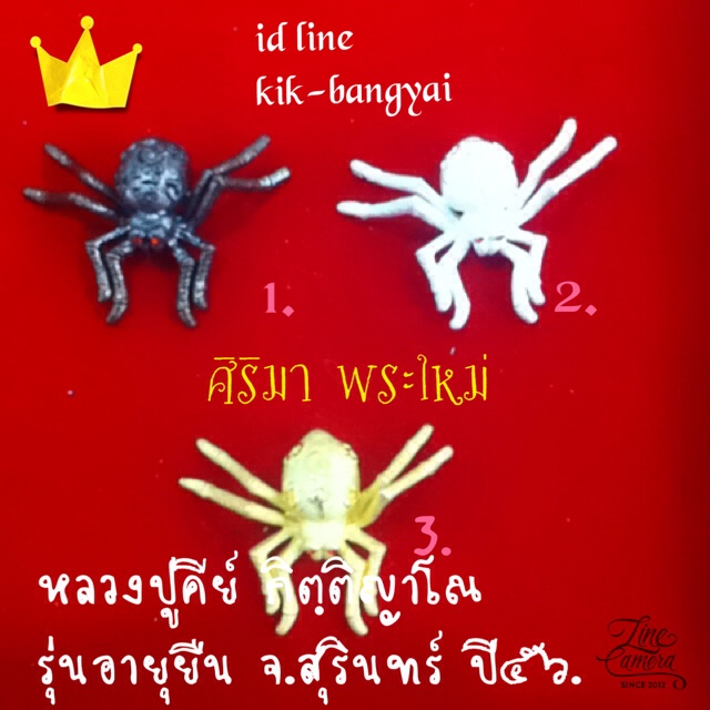 แมงมุมดักทรัพย์ จิ้งจกเก้าหาง วัดศรีลำยอง จ.สุรินทร์  รูปที่ 6