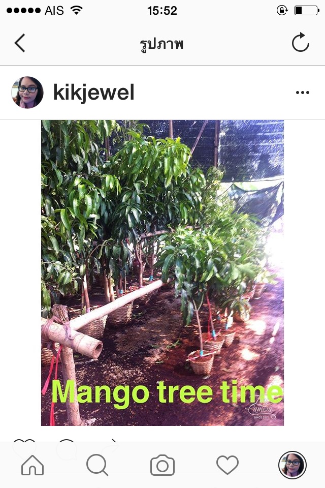 ต้นมะม่วง เขียวใหญ่ เขียวเสวย มันศาลายา อาทู มหาชนก น้ำดอกไม้ทอง รูปที่ 4