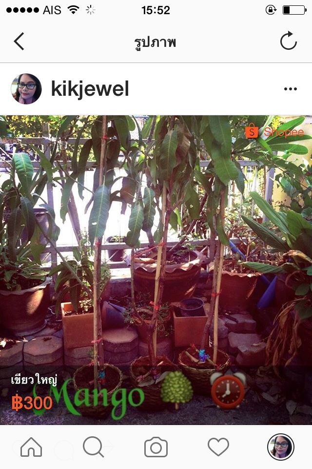 ต้นมะม่วง เขียวใหญ่ เขียวเสวย มันศาลายา อาทู มหาชนก น้ำดอกไม้ทอง รูปที่ 3