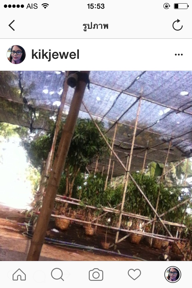 ต้นมะม่วง เขียวใหญ่ เขียวเสวย มันศาลายา อาทู มหาชนก น้ำดอกไม้ทอง รูปที่ 7