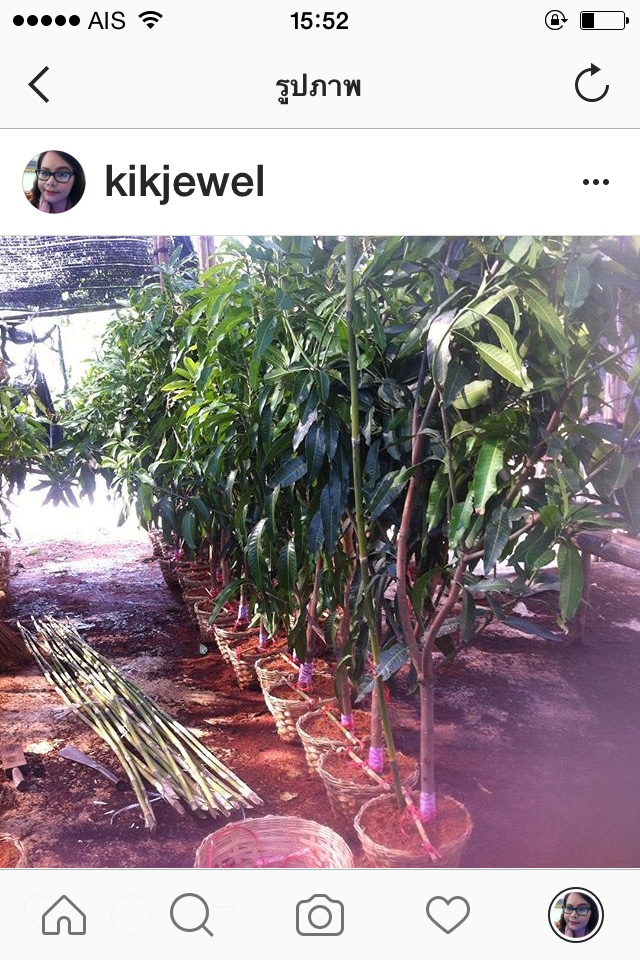 ต้นมะม่วง เขียวใหญ่ เขียวเสวย มันศาลายา อาทู มหาชนก น้ำดอกไม้ทอง รูปที่ 5
