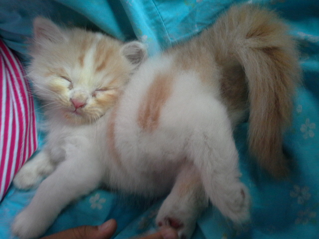 [ขาย] ลูกแมวเปอร์เซีย เกรด PET เกรดเลี้ยงเล่น แมวมงคล หล่อๆ สวยๆ (เป็นแมวมงคล) หน้าตาหล่อๆ สวยๆ น่ารักมากๆ เพศผู้-เมีย ด่วน T.081-482-6961 