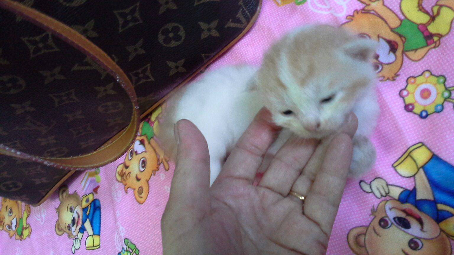 [ขาย] ลูกแมวเปอร์เซีย เกรด PET เกรดเลี้ยงเล่น แมวมงคล หล่อๆ สวยๆ (เป็นแมวมงคล) หน้าตาหล่อๆ สวยๆ น่ารักมากๆ เพศผู้-เมีย ด่วน T.081-482-6961 