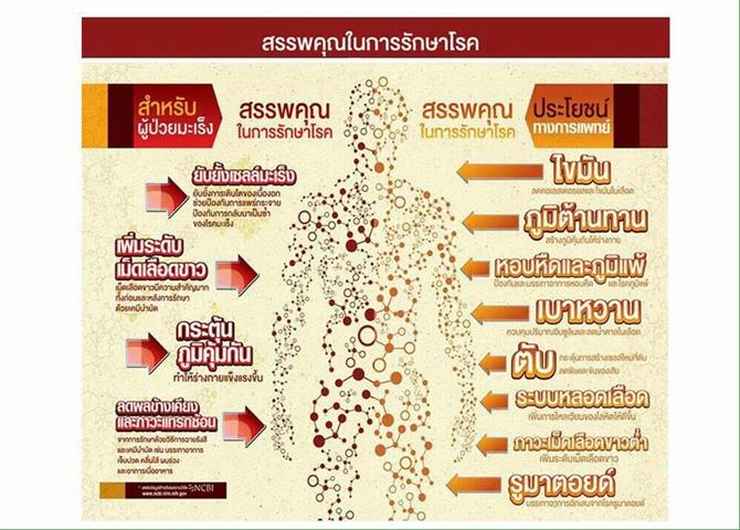 Organo รูปที่ 5