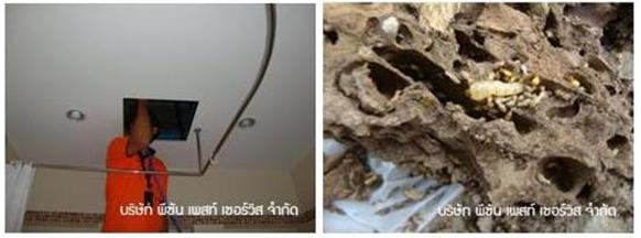 บริษัทผู้ให้บริการกำจัดแมลง  สัตว์รบกวนทุกชนิด    	     ด้วยผลิตภัณฑ์และบริการที่มีคุณภาพ มีความปลอดภัยภายใต้การควบคุมของ อย.     เราใส่ใจลูกค้า ด้วยการบริการให้คำปรึกษา สำรวจปัญหาหน้างาน ฟรี รูปที่ 3