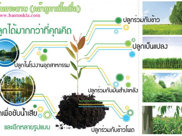 ต้นกระดาษ ยูคาเนื่้อเยื่อแท้ 100 % รูปที่ 5