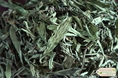 ขาย หญ้าหวาน (Stevia) หญ้าหวานแห้ง สมุนไพรสำหรับให้ความหวานโดยธรรมชาติ จำหน่ายโดย ร้านขายยาจีน เจี้ยนคัง สั่ง ซื้อ ได้เลย