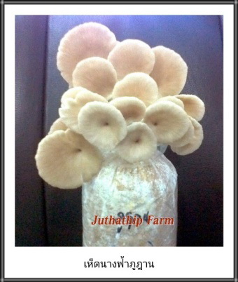 มัชรูมซิตี้ฟาร์ม  Farm@ Home สำหรับลูกค้าที่อยากมีฟาร์มเห็ดเป็นของตัวเอง ให้คำปรึกษา แนะนำ สอนการเพาะเห็ด จำหน่ายอุปกรณ์ต่างๆ ทำระบบโรงเรือน จำหน่ายดอกเห็ดสดทุกชนิดส่งโรงงาน และจำหน่ายก้อนเชื้อเห็ดทุกชนิด เช่น ก้อนเห็ดนางรมฮังการี่ ก้อนเห็ดนางฟ้าภูฐาน ก้อนเห็ดโคนญี่ปุ่น/ยานาหงิ ก้อนเห็ดหลินจือ ก้อนเห็ดหูหนู ก้อนเห็ดเป๋าฮื้อ ก้อนเห็ดนางนวลสีชมพู ก้อนเห็ดขอน ก้อนเชื้อเห็ดฟาง ดอกเห็ดสด เห็ดถั่งเช่าสีทอง ** เชื้อเดินเต็มก้อนแล้ว เปิดดอกได้ทันที ขายปลีกและขายส่ง มีบริการจัดส่งในกรุงเทพ และปริมณฑล***สั่ง 100 ก้อน ขึ้นไป มีบริการจัดส่งถึงบ้าน**สั่ง 300 ก้อน ขึ้นไป บริการจัดส่งฟรี***  รูปที่ 4