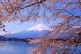ทัวร์ญี่ปุ่นเที่ยวญี่ปุชมดอกซากุระเปิดจองแล้วจ้า Special Sakura XJ6 วัน 3 คืน เดินทางมีนาคม – เมษายน 60