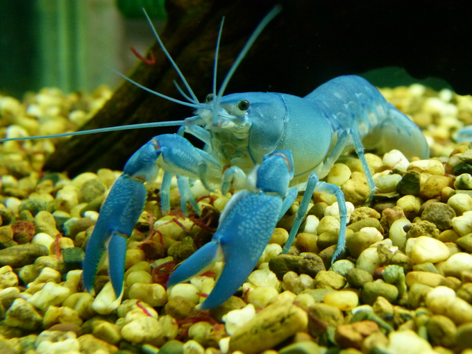 กุ้งก้ามแดง,กุ้งก้ามแดงรังสิต,กุ้งก้ามแดงสวยงาม,กุ้งก้ามแดงปทุมธานี รูปที่ 3