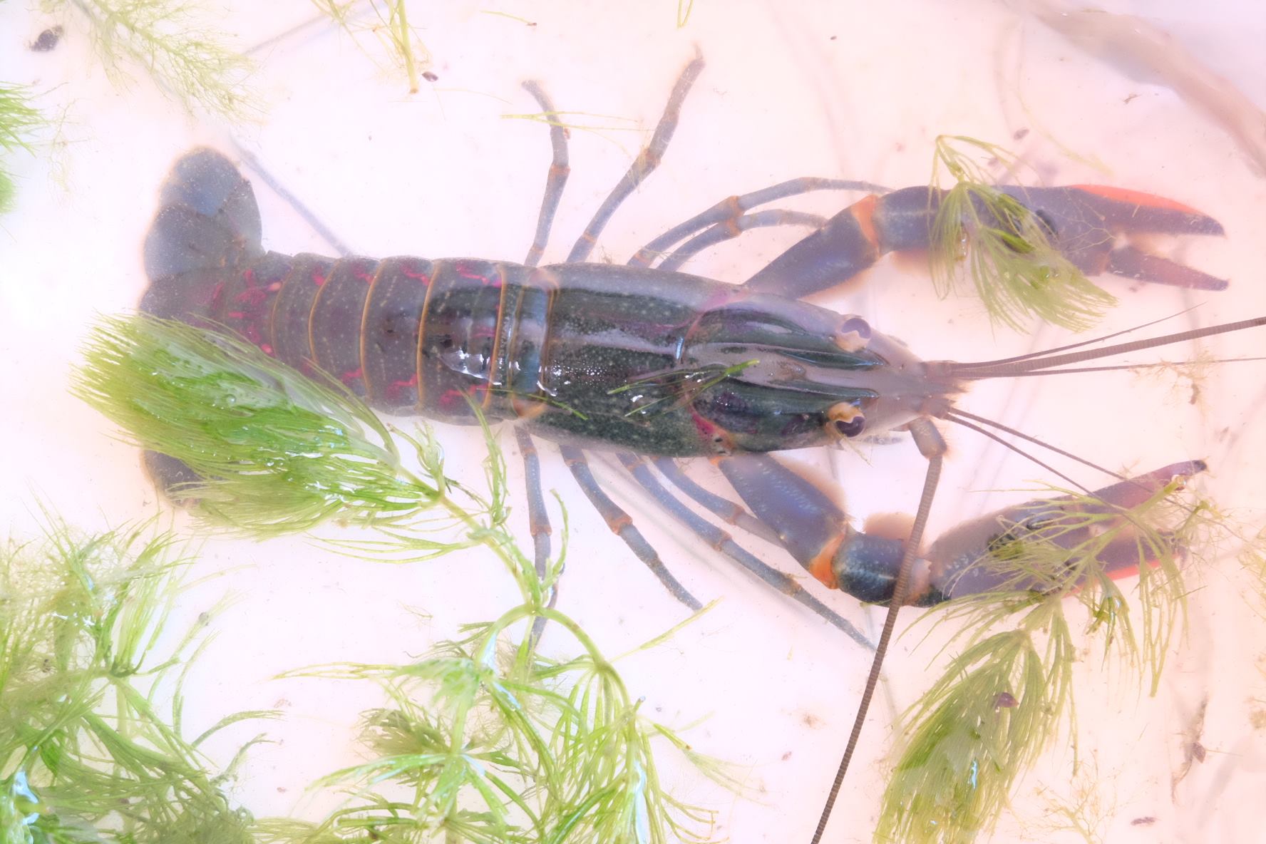 กุ้งก้ามแดง,กุ้งก้ามแดงรังสิต,กุ้งก้ามแดงสวยงาม,กุ้งก้ามแดงปทุมธานี รูปที่ 2