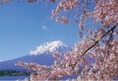 ทัวร์ญี่ปุ่น LOVE SAKURA  6 วัน 3 คืน บิน XJ โตเกียว ฟูจิ อาราชิยาม่า โอซาก้า เกียวโต ชมซากุระ เดินทางเมษายน 60