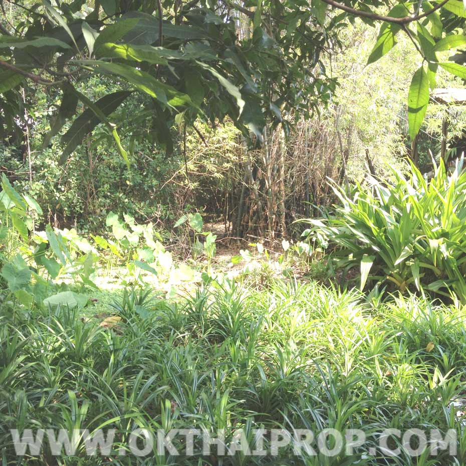 ที่ดิน บางขุนเทียน รูปที่ 7