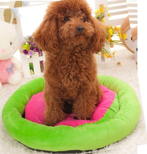 SALE เบาะนอนสำหรับสุนัขและแมว รูปผลไม้   รูปที่ 4