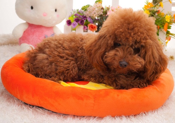 SALE เบาะนอนสำหรับสุนัขและแมว รูปผลไม้   รูปที่ 3