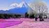 รูปย่อ ทัวร์ญี่ปุ่น TOKYO-FUJI (SHIBA SAKURA) 5 วัน 3 คืน (XJ) รูปที่2