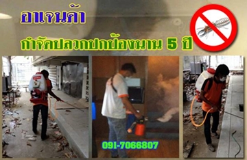 บริการรับกำจัดปลวก แบบฉีดพ่น ราคาประหยัด รูปที่ 1