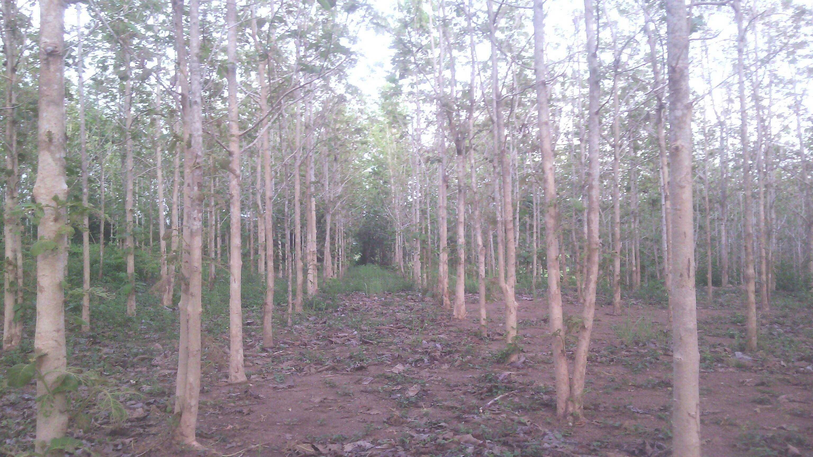 ที่ดินมีโฉนด พร้อมต้นไม้สัก 21 ไร่ (ขายไร่ละ 150,000 บาท) รูปที่ 1