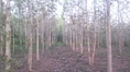 ที่ดินมีโฉนด พร้อมต้นไม้สัก 21 ไร่ (ขายไร่ละ 150,000 บาท)