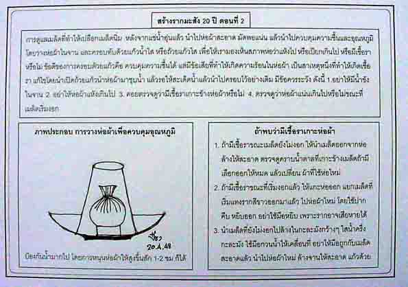 ขายเมล็ดมะสัง(กะสัง)เก็บจากต้นสวนป่า สำหรับไม้ประดับบอนไซหรือเพื่ิอเสียบยอดมะนาว- รูปที่ 2