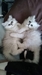 รูปย่อ ลูกแมวชินชิล่า ซิลเวอร์ ช็อตแฮร์ (ขนสั้น) และลองแฮร์ (ขนยาว) อายุ 2 เดือน 4 ตัว แม่สายพันธุ์ดี CFA รูปที่2