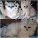 รูปย่อ ลูกแมวชินชิล่า ซิลเวอร์ ช็อตแฮร์ (ขนสั้น) และลองแฮร์ (ขนยาว) อายุ 2 เดือน 4 ตัว แม่สายพันธุ์ดี CFA รูปที่1
